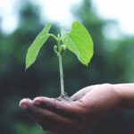 Change Management - Person Holding A Green Plant