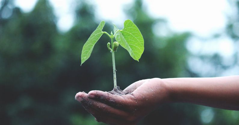 Change Management - Person Holding A Green Plant