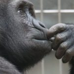Critical Thinking - Close-up Photography of Black Gorilla