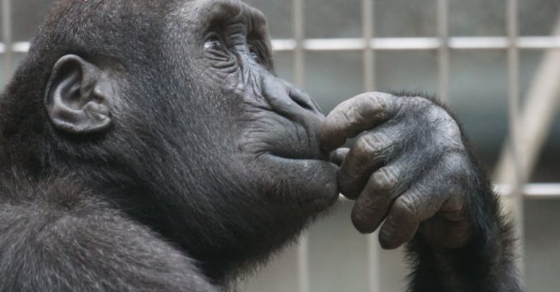 Critical Thinking - Close-up Photography of Black Gorilla